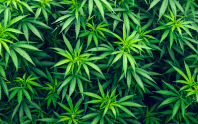 Is Weed Blunting Your Brain?