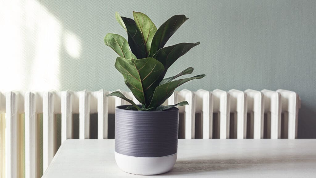 desk plant to bust stress