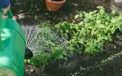 How to Grow Your Own Herb Garden to Unlock the Freshest Health Benefits